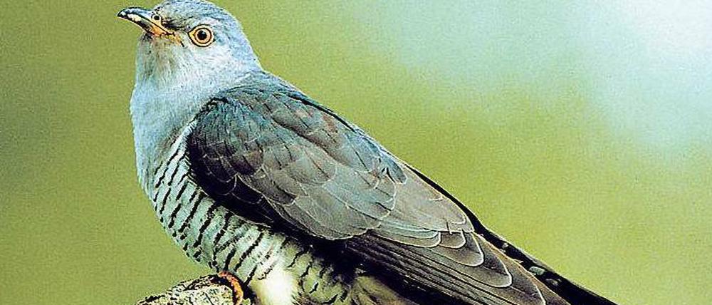 Seltener Anblick. Den Ruf des Kuckucks kennt jeder, gesichtet wird er selten. Nur zwei bis drei Monate ist er in unseren Breiten. Die Weibchen legen ihre Eier in Nester anderer Singvögel – und verschwinden. 