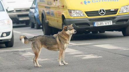 Mitten in der Stadt. Allein in Bukarest soll es 65 000 streunende Hunde geben. Manche Beobachter schätzen, dass die Zahl weit höher liegt. 