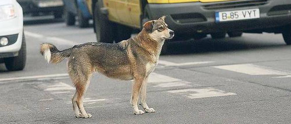 Mitten in der Stadt. Allein in Bukarest soll es 65 000 streunende Hunde geben. Manche Beobachter schätzen, dass die Zahl weit höher liegt. 