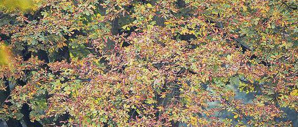 Foto: dpa