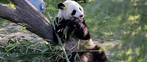 In den USA geboren und trotzdem kein Staatsbürger: Der Pandabär Xiao Qi Ji.