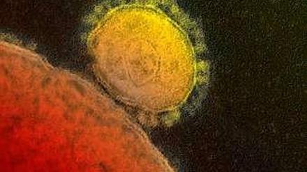 Mers-Virus