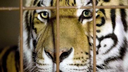 Tiger Rasputin blickt durch die Gitterstäbe seines Geheges. Zuvor hatte er einen Pfleger getötet.