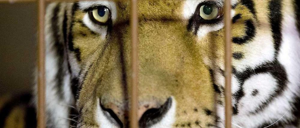 Tiger Rasputin blickt durch die Gitterstäbe seines Geheges. Zuvor hatte er einen Pfleger getötet.