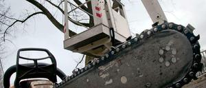 Den Bäumen in der Pappelallee in Prenzlauer Berg rückt demnächst die Motorsäge zu Leibe