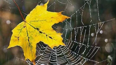 Alles so schön bunt hier. Das Wetter befördert die Färbung der Blätter – morgen beginnt ein goldener Oktober. 