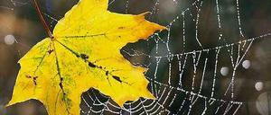 Alles so schön bunt hier. Das Wetter befördert die Färbung der Blätter – morgen beginnt ein goldener Oktober. 