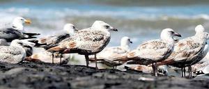 Auch das Wasser steigt. Die Küstenländer investieren bereits in neue Deiche. 