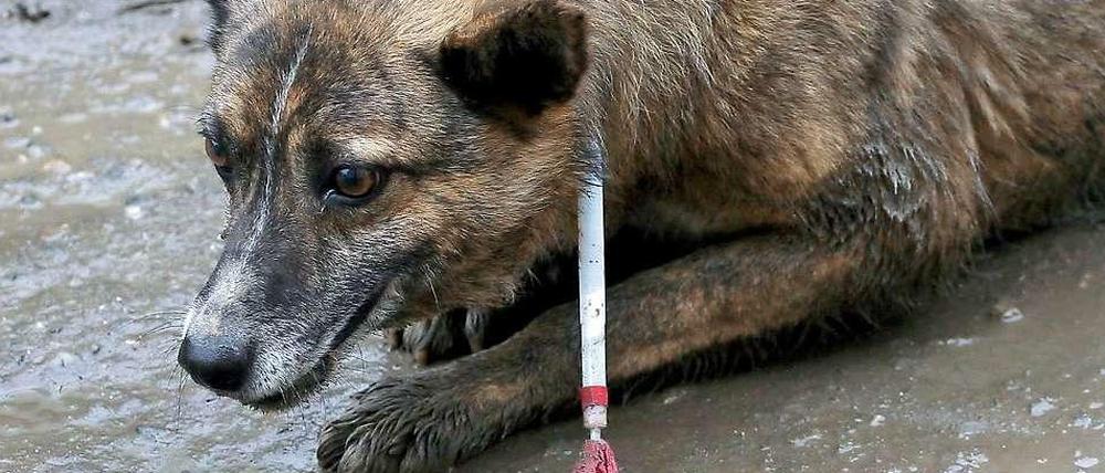 Ein Betäubter Straßenhund in Brasow, Rumänien.