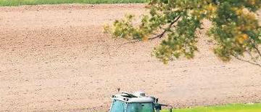 Bei der Ernte. Einzelne Bauern haben es nicht leicht, in Brandenburg überwiegen große Agrarbetriebe. 