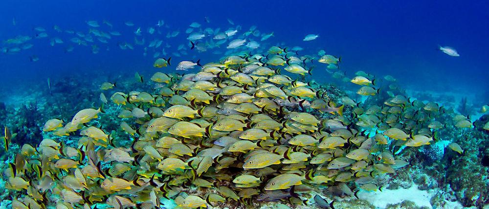 Fragile Schönheit. Tiere in den Tropen sind besonders anfällig für steigende Temperaturen. 