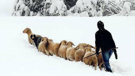 Schafe wurden in Garmisch-Partenkirchen durch hohen Schnee getrieben. 