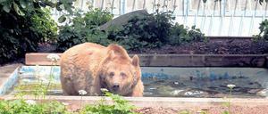Aufschub. Schnute wird wohl erst im Frühjahr Berlin verlassen. 