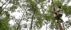 Laubsammeln lohnt sich aber nicht.