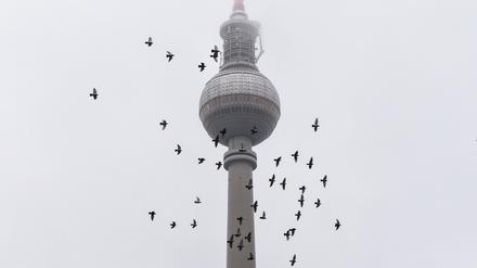 Vor dem Berliner Fernsehturm fliegt bei bewölktem Himmel ein Schwarm Vögel.