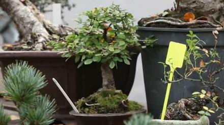 Tradition seit 1300 Jahren: Jeder Baum kann ein Bonsai werden