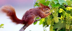 Ein Eichhörnchen auf einem Ast