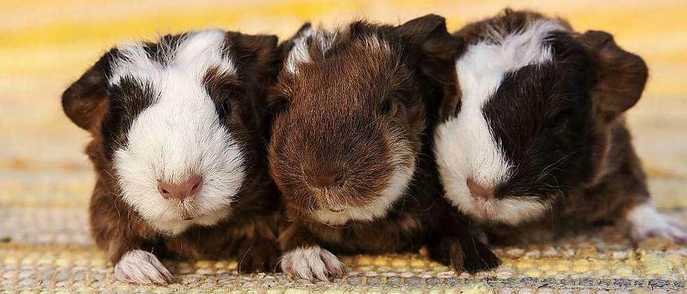 Bitte zusammenrücken! In Brandenburg sind süße Meerschweinchen anzuschauen. Und noch viel mehr. Na dann: Schönes Wochenende!
