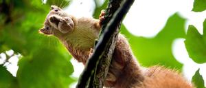 Ein Eichhörnchen sitzt auf einem Ast