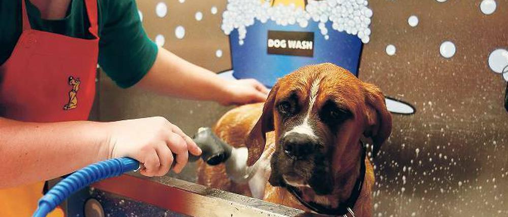 Wasch mir den Pelz und mach mich nass. Die Hundewaschanlage in Biesdorf wirbt mit Fön und Floh-Shampoo. Foto: Davids