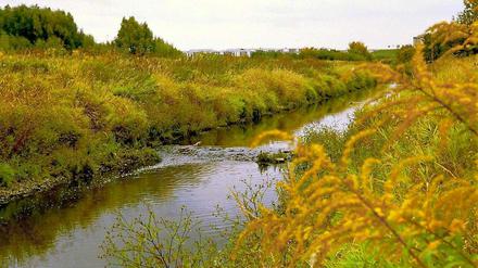 Alles so schön grün hier! Die Wuhle entspringt in der Nähe von Ahrensfelde, gut 16 Kilometer sind es bis zur Mündung in die Spree.