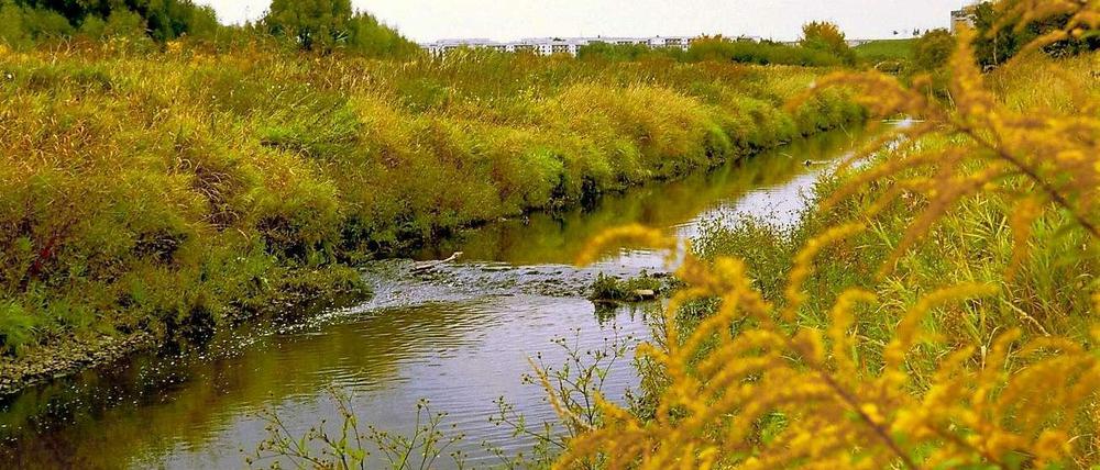 Alles so schön grün hier! Die Wuhle entspringt in der Nähe von Ahrensfelde, gut 16 Kilometer sind es bis zur Mündung in die Spree. 