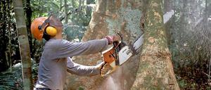 An die Substanz. Die Holzfäller kommen mit Sägen.