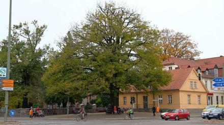 Blick auf den historischen Winkel, im Vordergrund die Friedenseiche, links von den Ästen verdeckt die alte Dorfkirche samt Friedhof und rechts das Zehlendorfer Heimatmuseum.
