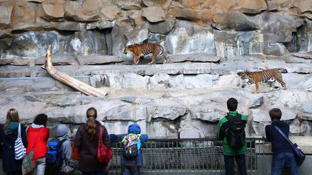 Sie sind wohl mit die größten Stars im Tierpark: die Tiger.