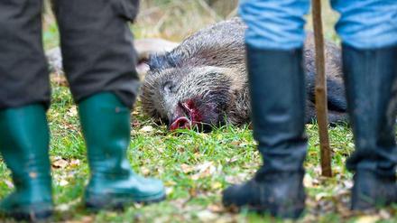 Jäger mit erlegtem Wildschwein