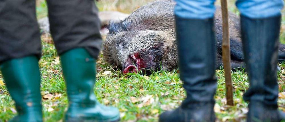 Jäger mit erlegtem Wildschwein