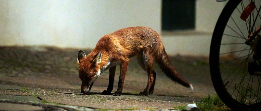 Ein Fuchs auf der Straße. (Symbolfoto)