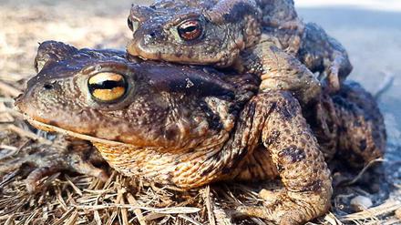 Kröten in freier Natur