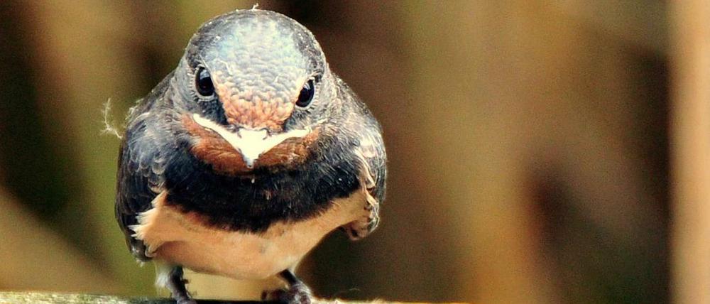 Junge Vögel, die noch nicht fliegen können, sind in den meisten Fällen nicht in Gefahr.