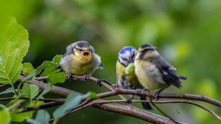 Jungvögel werden lange von ihren Eltern versorgt.