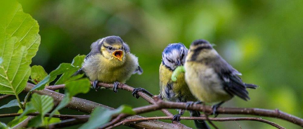 Jungvögel werden lange von ihren Eltern versorgt.