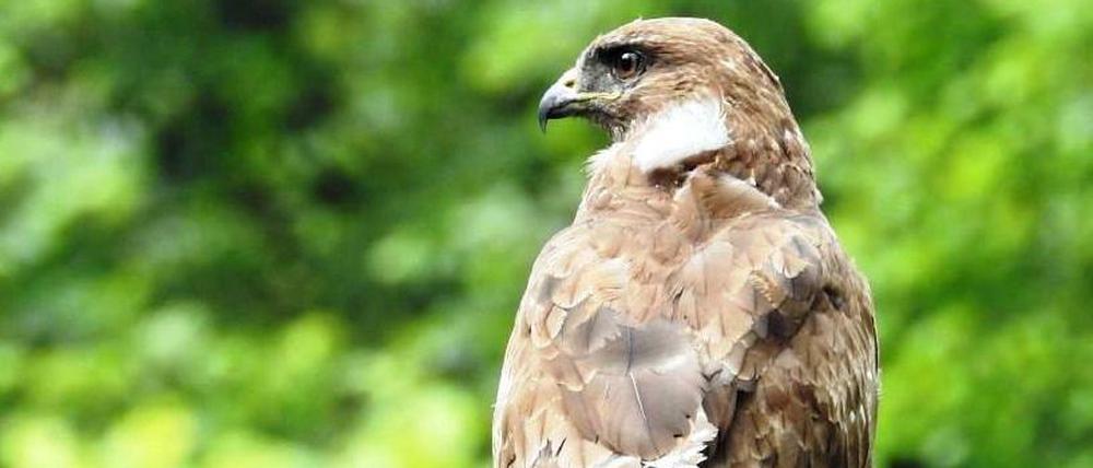 Mäusebussarde sind in Mitteleuropa die am weitesten verbreiteten Greifvögel.