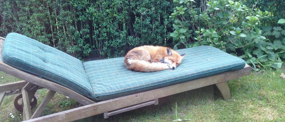 Die Liege ist schon besetzt: Ein Fuchs sonnt sich im Garten von Philine von Blanckenburg aus Schlachtensee und ist dabei anscheinend eingenickt.