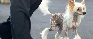 Politisch umstritten: Hundeschlachtung