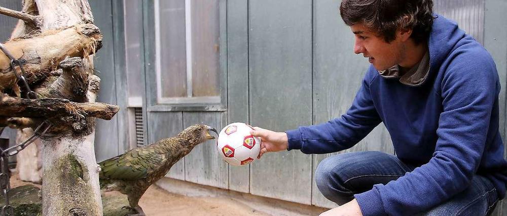 Zwei Neuseeländer unter sich: VfB-Spieler Marco Rojas (r.) und dieser Kea (eine neuseeländische Papageien-Art) spielen im Stuttgarter Zoo.