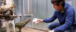 Zwei Neuseeländer unter sich: VfB-Spieler Marco Rojas (r.) und dieser Kea (eine neuseeländische Papageien-Art) spielen im Stuttgarter Zoo.