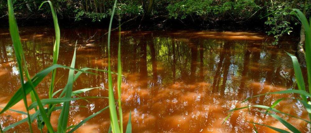 Das Wasser im Spreewald wird wohl auch noch für einige Zeit braun bleiben.