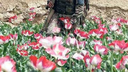 Der Mohn blüht, und zwar in fast ganz Afghanistan. Foto: Reuters