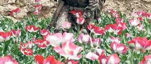 Der Mohn blüht, und zwar in fast ganz Afghanistan. Foto: Reuters