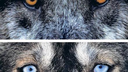Vom Wolf zum Hund. Das Tier begleitet den Menschen seit etwa 30 000 Jahren.