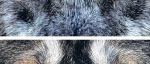 Vom Wolf zum Hund. Das Tier begleitet den Menschen seit etwa 30 000 Jahren.