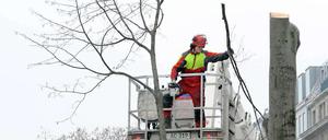Abholzen! Noch müssen Bäume nur für Baustellen wie hier an der Kreuzung Friedrichstraße fallen. Neue Bäume pflanzen die Bezirke aber nur ungern an, weil zu wenig Geld da ist für deren Pflege.
