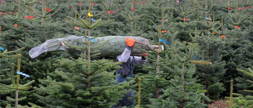 Den Weihnachtsbäumen geht’s jetzt an den Stamm. 