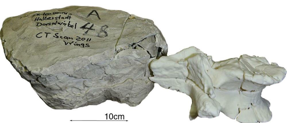 Frisch ausgedruckt. Der Wirbel des Plateosaurus, der vor 210 Millionen Jahren in der Gegend des heutigen Sachsen-Anhalt lebte.