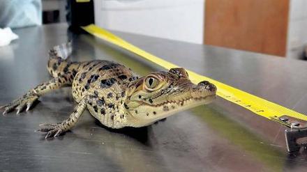 „Kommunisten-Krokodil“. Das frisch geschlüpfte kubanische Krokodil „Fidel“.